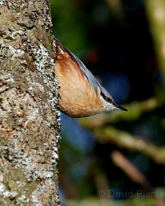 Nuthatch - R.jpg - Nuthatch in the sun - Gloucestershire